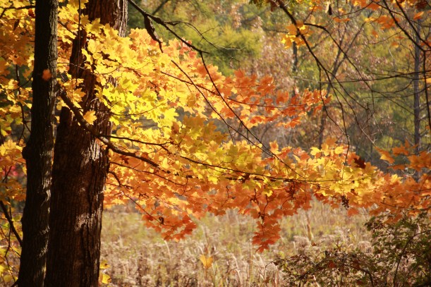 A touch of sunlight made things glow.