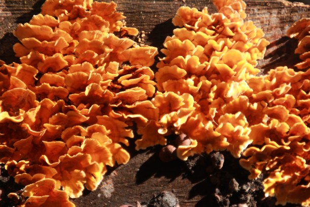 Orange woodland ruffles.