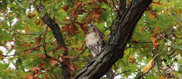 Looks like dinner down there!