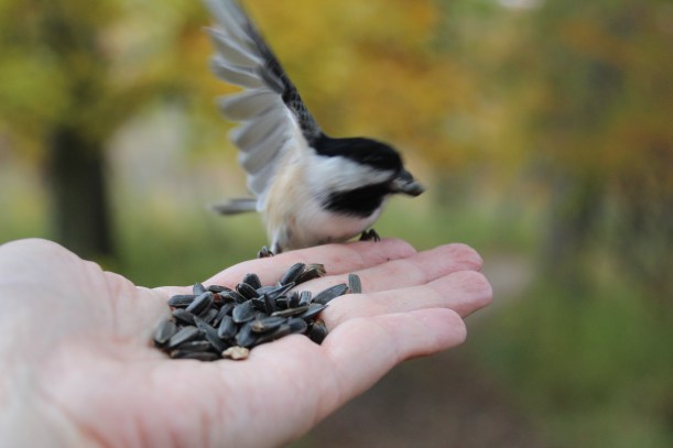 What did you bring me lady?