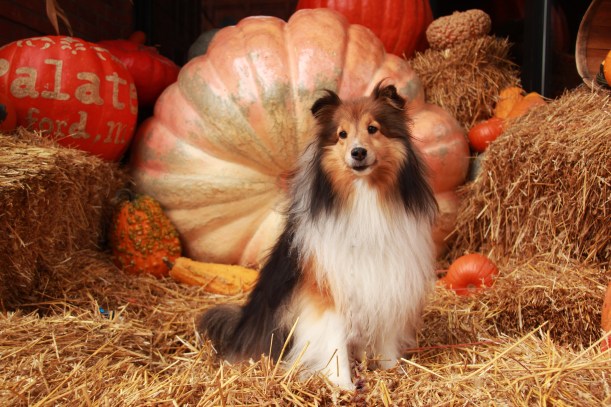 Did you say TREATS mama??