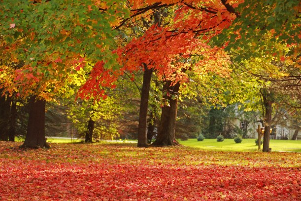 Autumn light catches color.