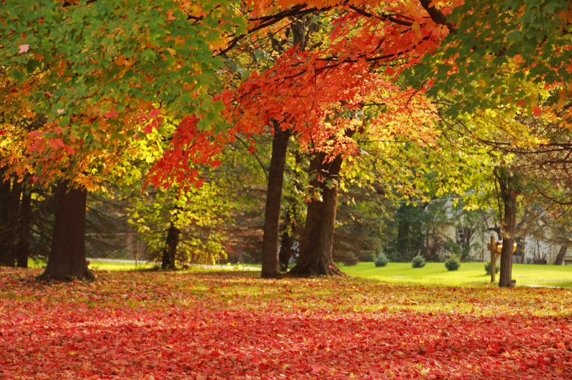 Autumn light catches color.