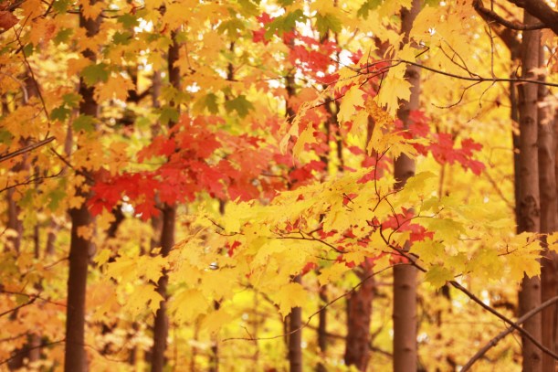 Golden glow tinged with red.