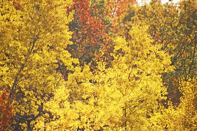 Early morning light shimmers.