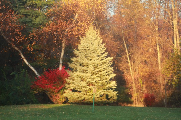 Autumn morning light.