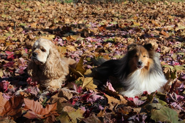 Are there treats involved in this?