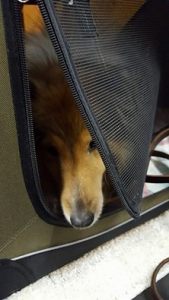 Hanging out in my crate.  Boring.