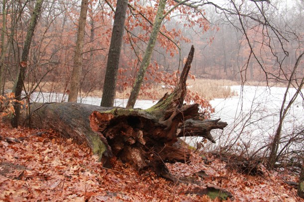 Life in the woods goes on undeterred by politics. 