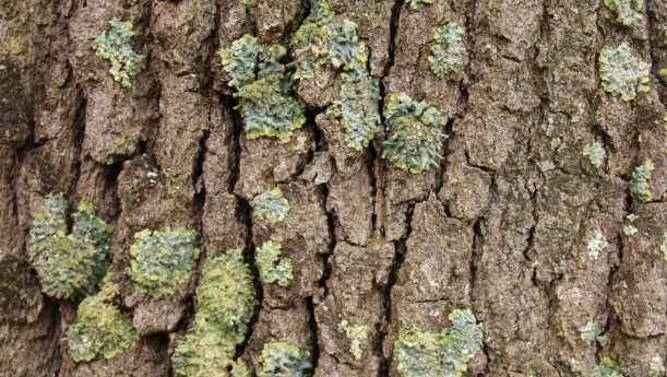 Love the blues and greens.