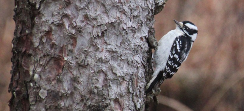 Can I trust you lady?