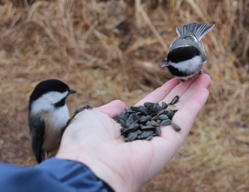 Can't we learn to get along?