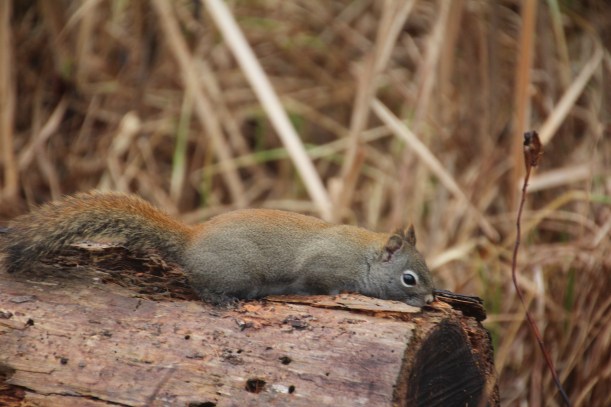 Looking for a treat.