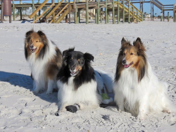 Our first adventure was a walk on the beach!