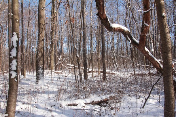 Pretty day to be stuck in the woods.