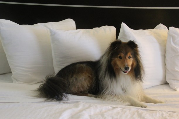 Hey mama!  They made the bed while we were gone!