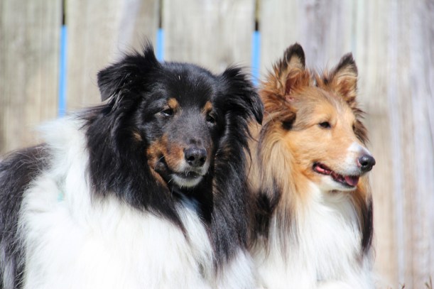 My Reilly and his brother Denny.