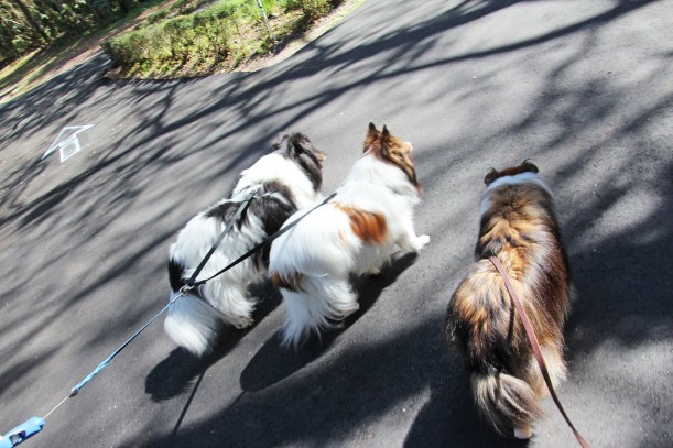 Going for a walk with my guys.