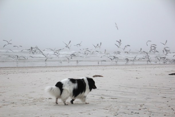 My handsome guy disrupts the shore birds.