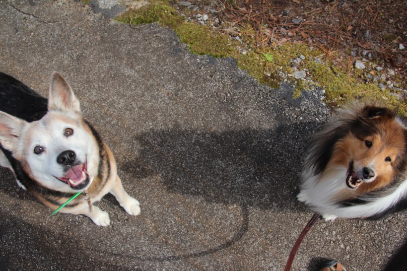 Seriously Dixie, she's not going to stop trying to get a picture until you settle down.