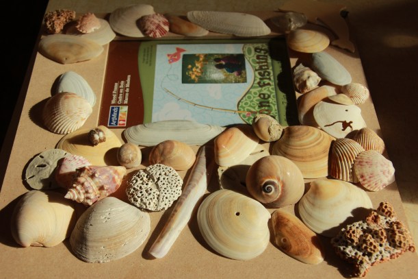 Thanks Bree for the extra pretty shells!