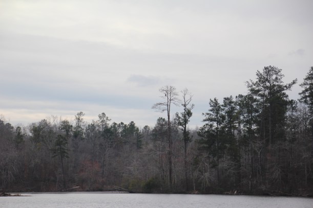 See that black dot up in that tree?