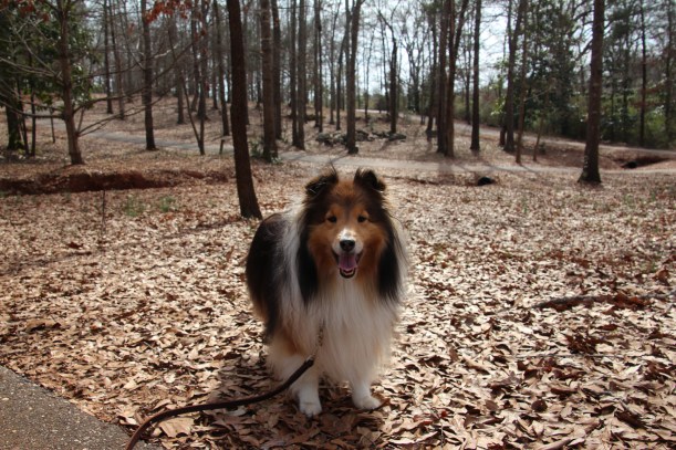 I've named this Katie's Park II!