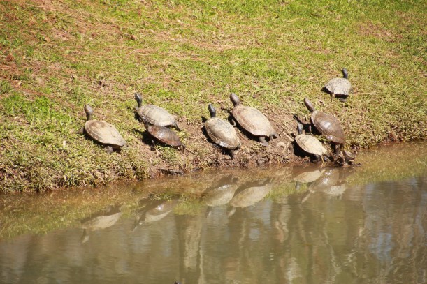 A little warm for my taste, but these guys liked the sun.