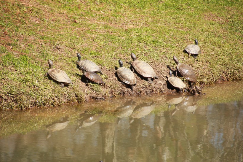 A little warm for my taste, but these guys liked the sun.