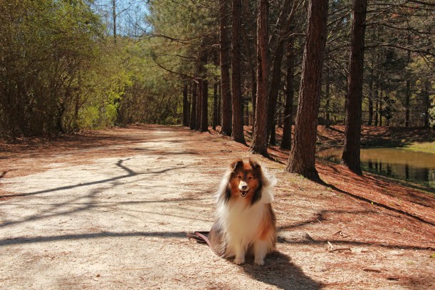 Mama liked the row of trees.  I liked the shade.