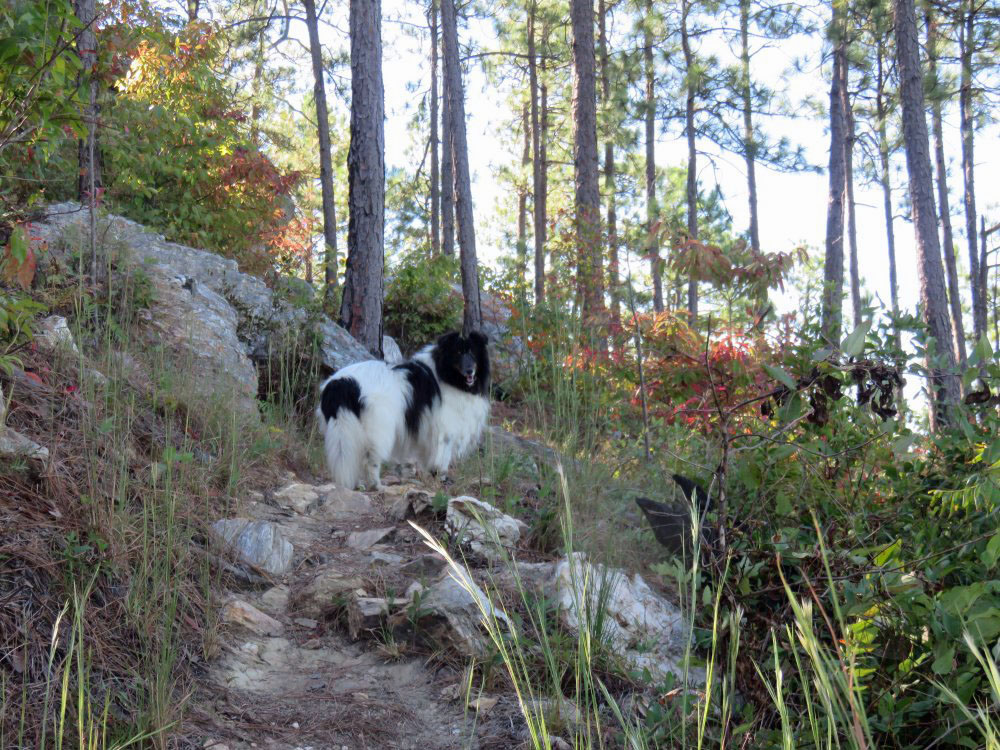 Reilly on my mountain. (picture by his mom)